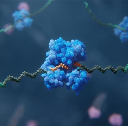 Investigating the pharmacodynamic durability of GalNAc-siRNA conjugates